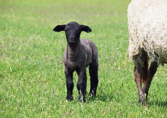 Little black lamb on a green spring pasture