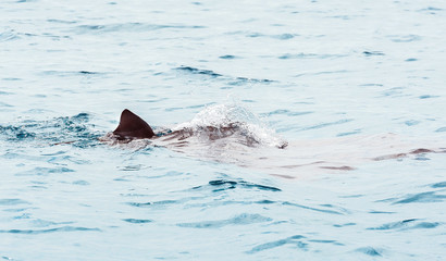 Obraz premium Ramp on the surface of water, Male, Republic of Maldives. Close-up.