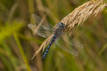 A dragonfly on the background of dead plants