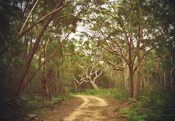 Dirt track through Angophora and eucalyptus forest, Royal National Park, Sydney, NSW, Australia