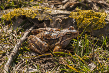 A brown frog in the early spring after leaving a wintering den