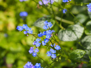 Brunnera macrophylla 'Sea Heart' - siberian bugloss, great forget-me-not, largeleaf brunnera, heartleaf
