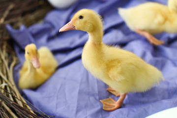Multicolored eggs with ducklings for the Easter holiday