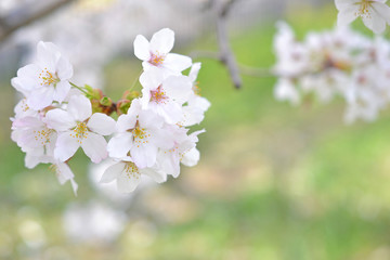 桜　緑背景