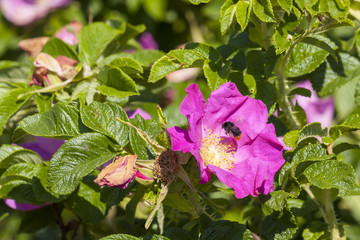 Flowers of the beach rose blooming and pollinated by a bumblebee in late spring - petals are used in the cosmetic industry and in the kitchen to produce tasty confiture. © Pawel Sidlo