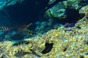 Fototapeta na wymiar Multicolored beautiful red sea fish over the thickness of the water on a blurred background of coral reefs and yellow sand. Sharm el-Sheikh, Egypt, screensaver, wallpaper
