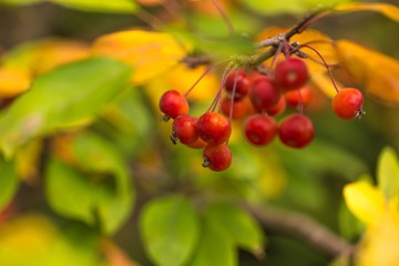 Obraz premium Holly berries and leaves