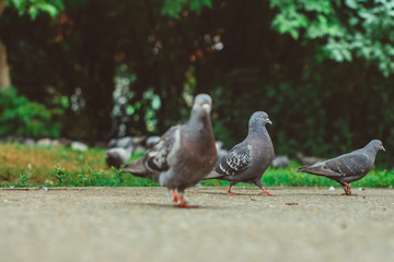 pigeons on the road