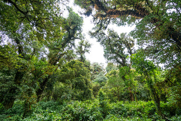green Tropical forest view from travellers in thailand