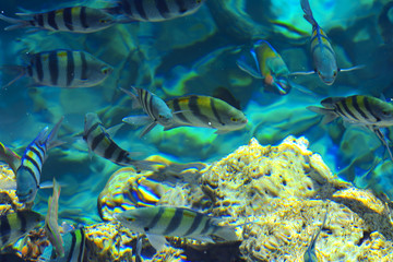 Multicolored beautiful red sea fish over the thickness of the water on a blurred background of coral reefs and yellow sand. Sharm el-Sheikh, Egypt, screensaver, wallpaper