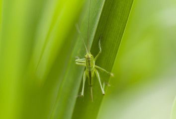 A green grasshopper hiding on green straws of grass