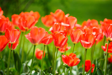 Blooming beautiful bouquet of tulips nature background