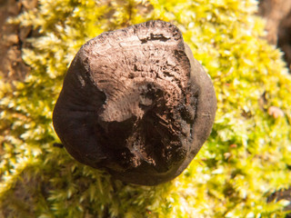 black fungi ball tree stump - Daldinia concentrica (Bolton) Ces. & De Not. - King Alfred's Cakes