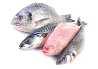Sea fish on a white background