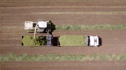 Fototapeta na wymiar Combine harvesting a green field and unloads wheat for Silage onto a double trailer truck.