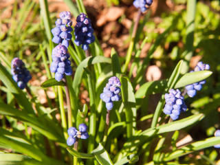 blue growing spring flow buds green plant outside nature