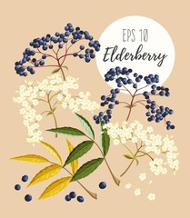 Set of elder flowers and berries
