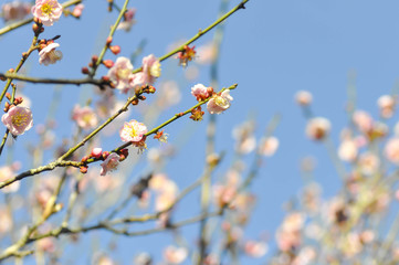 branch or peach tree or peach flower