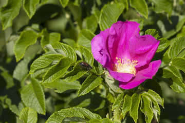Flowers of the beach rose blooming in late spring - petals are used in the cosmetic industry and in the kitchen to produce tasty confiture. © Pawel Sidlo