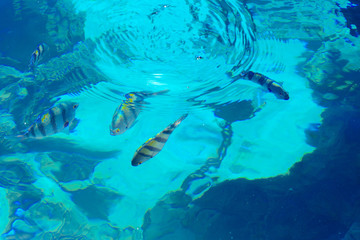Multicolored beautiful red sea fish over the thickness of the water on a blurred background of coral reefs and yellow sand. Sharm el-Sheikh, Egypt.