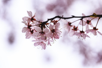 sakura flowers hi key