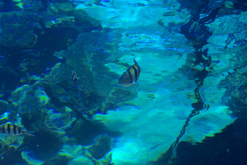 Multicolored beautiful red sea fish over the thickness of the water on a blurred background of coral reefs and yellow sand. Sharm el-Sheikh, Egypt.
