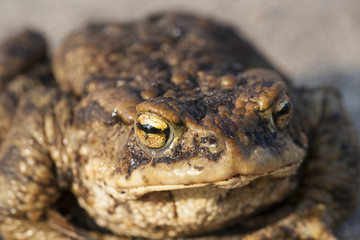 A portrait of a brown toad in the early spring