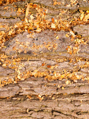 close up bark texture tree with orange golden leaves