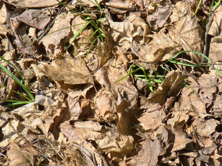 Spring ground covered with fallen leaves