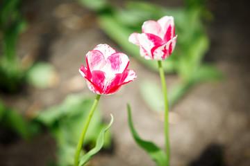 Blooming beautiful bouquet of tulips nature background