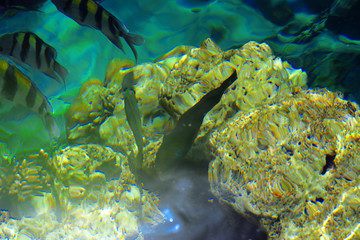 Multicolored beautiful red sea fish over the thickness of the water on a blurred background of coral reefs and yellow sand. Sharm el-Sheikh, Egypt.