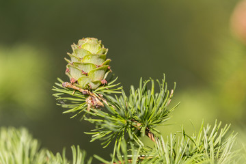 Young cones of the European larch - a common tree of the northern Hemisphere