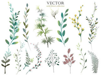 Vector Big Set watercolor elements - wildflowers, herbs, leaf. collection garden and wild foliage, flowers, branches.  illustration isolated on white background, eucalyptus, exotic, tropical leaf.