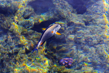 Fototapeta na wymiar Multicolored beautiful red sea fish over the thickness of the water on a blurred background of coral reefs and yellow sand. Sharm el-Sheikh, Egypt.