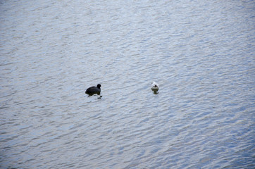 Ducks on a lake