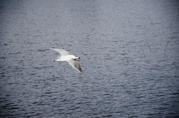 Fototapeta na wymiar Gull flying above the water