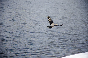 Raven flies above a lake
