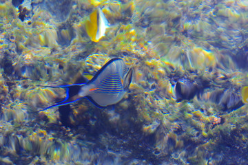 Obraz premium Multicolored beautiful red sea fish over the thickness of the water on a blurred background of coral reefs and yellow sand. Sharm el-Sheikh, Egypt.