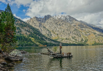 Grand Teton National Park, Wyoming, USA - September 18, 2015: View of Jackson Lake in Grand Teton National Park with a tree lying on the shore of the lake