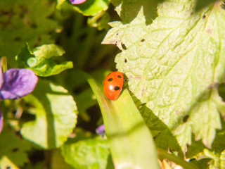 close up macro spring of red 7 dotted ladybird on leaf eating