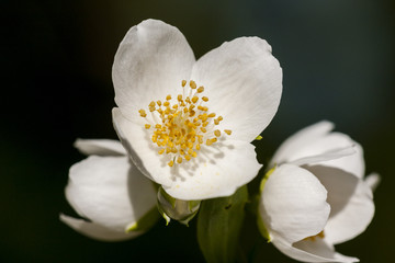 Flowers of jasmine - a herbal plant added to tea and used separately in herbal medicine
