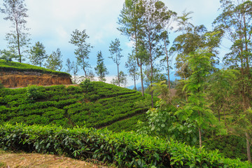 Fototapeta na wymiar tea plantations high in the mountains