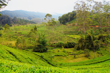  tea plantations high in the mountains