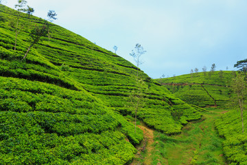  tea plantations high in the mountains