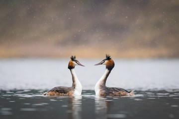 Great crested grebe (Podiceps cristatus)