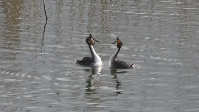 svassi