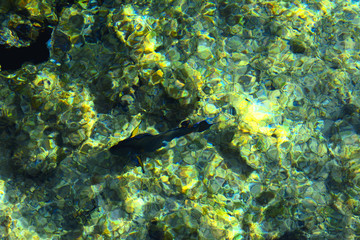 Multicolored beautiful red sea fish over the thickness of the water on a blurred background of coral reefs and yellow sand. Sharm el-Sheikh, Egypt.