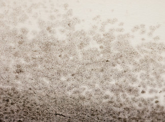 close up texture of mould fungus black spotted growing on wall white