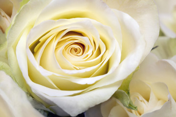 Fototapeta na wymiar Bright yellow roses background