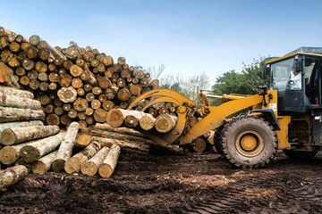 Forklift truck grabs wood in a wood processing plant
